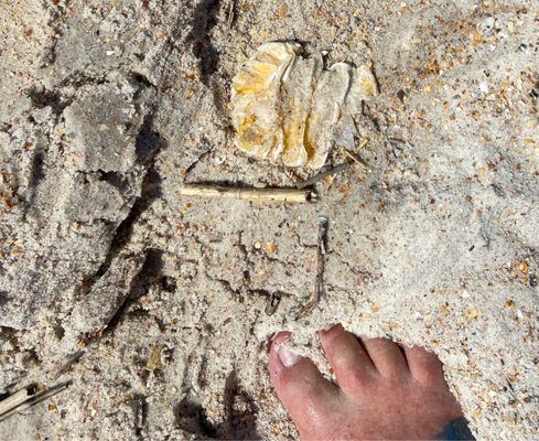 Anastasia State Park by null