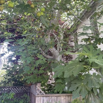 Navarro Tree Service - Before the jobs - Tree Services Near Me Navarro Tree Service - Before the jobs - Tree Services Near Me