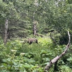 Moose