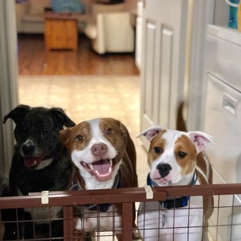 Houston Dog Behavior and Training - Loki, Layla, and Freya - Pet Training Near Me Houston Dog Behavior and Training - Loki, Layla, and Freya - Pet Training Near Me