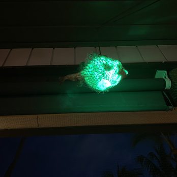 Lulu's Waikiki - Pufferfish lamp - Burgers Near Me - Honolulu, Hawaii