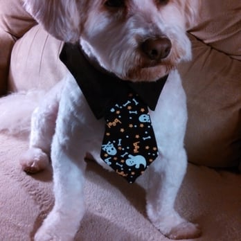 PetSmart - Sammy after a great grooming session yet again with Mitchell and wearing his Halloween tie. - Pet Stores Near Me - Buena Park, California PetSmart - Sammy after a great grooming session yet again with Mitchell and wearing his Halloween tie. - Pet Stores Near Me - Buena Park, California