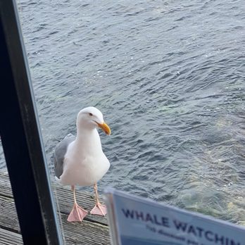 The Fish Hopper - Seagull an example of the view - Seafood Near Me - Monterey, California The Fish Hopper - Seagull an example of the view - Seafood Near Me - Monterey, California