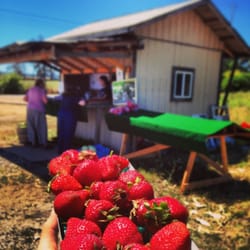 Lao Strawberries - Best strawberries on earth.