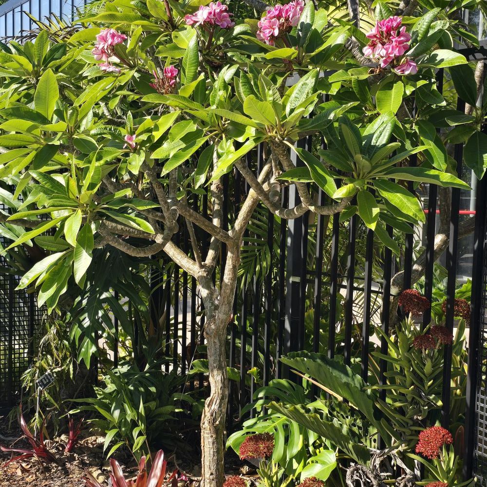 San Diego Botanic Garden - Botanical Gardens Near Me - Encinitas, California