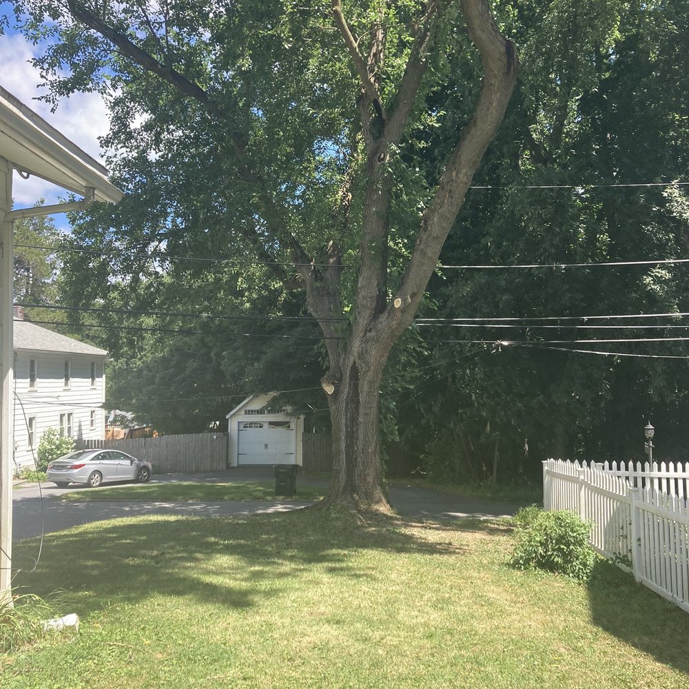 Springfield Tree & Land - Tree Services Near Me Springfield Tree & Land - Tree Services Near Me