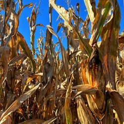 Swan Pumpkin Farm - Corn maze