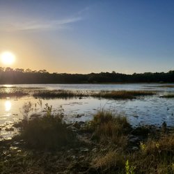 Violet Cury Preserve