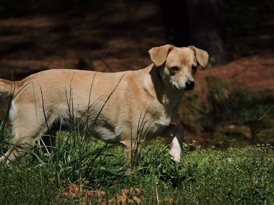 Arch Pet Services Image