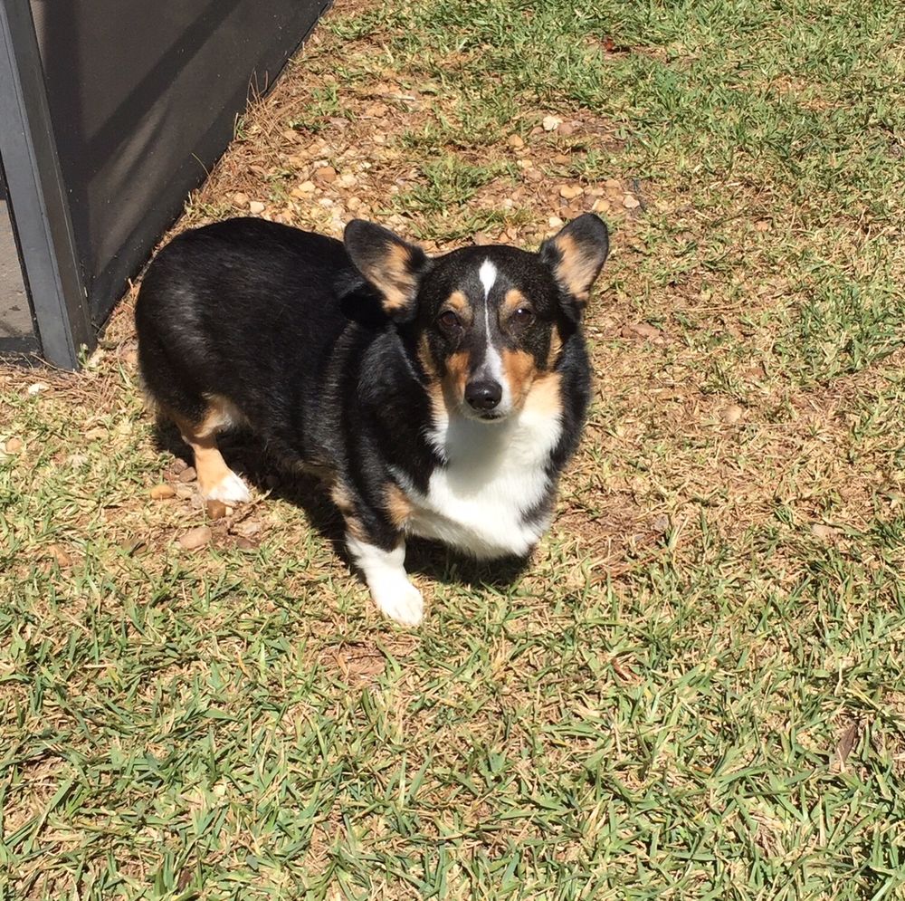 HOMECARE HOUSE & PET SITTERS Updated August 2024 55 Plain View Dr