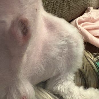 Lulu's Doggy Salon & Spaw - More cuts - Pet Groomers Near Me - Henderson, Nevada Lulu's Doggy Salon & Spaw - More cuts - Pet Groomers Near Me - Henderson, Nevada