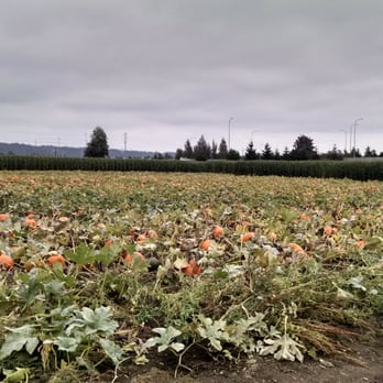 Carpinito Brothers Pumpkin Patch - Farmers Market Near Me - Kent, Washington