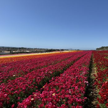 The Flower Fields - Venues & Event Spaces Near Me - Carlsbad, California The Flower Fields - Venues & Event Spaces Near Me - Carlsbad, California