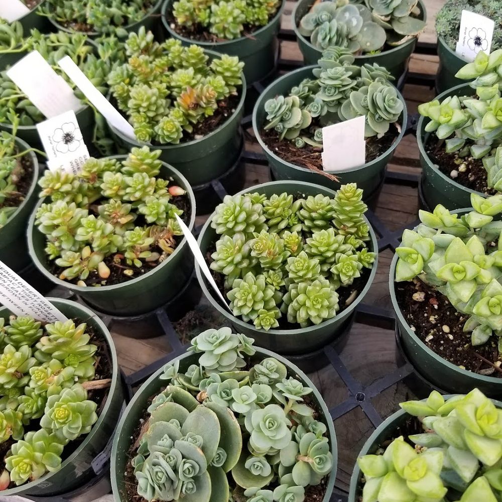 SummerWinds Nursery - Cupertino - Summerwinds, Cupertino - Nurseries & Gardening Near Me - Cupertino, California SummerWinds Nursery - Cupertino - Summerwinds, Cupertino - Nurseries & Gardening Near Me - Cupertino, California
