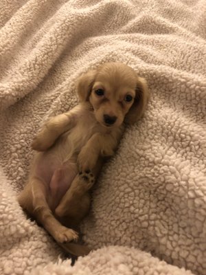 full circle ranch miniature dachshund breeder