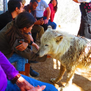 Wolf Mountain Sanctuary - She was so gentle - Animal Shelters Near Me - Lucerne Valley, California