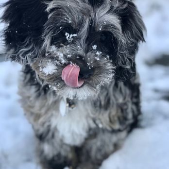 Arizona Desert Doodles - Previous puppy - Pet Breeders Near Me