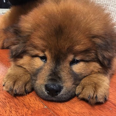 alex the happy dog grooming