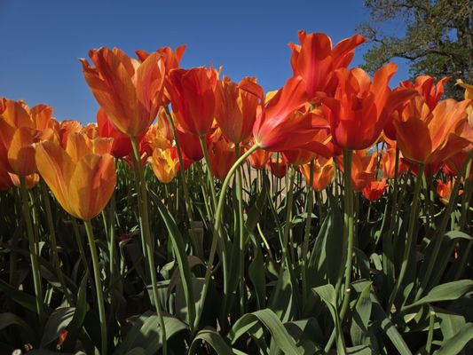 Wooden Shoe Tulip Farm by null