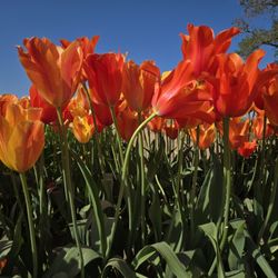 Wooden Shoe Tulip Farm - 2025 blooms