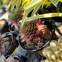 Sempervivium "Hen & chicks"