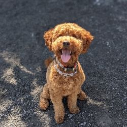 The Fetching Hound - Wilson our mini Goldendoodle