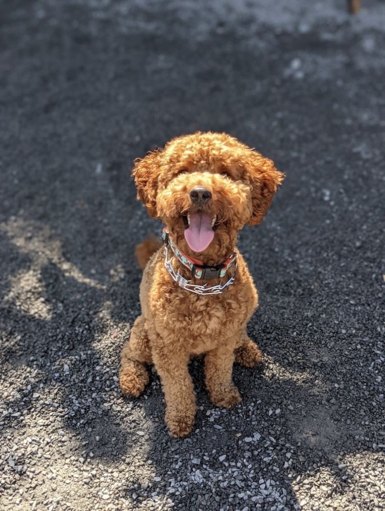 The Fetching Hound - pet boarding facility in Boston, MA