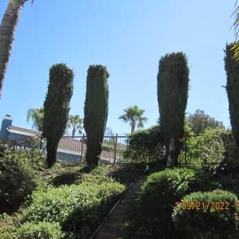 Armstrong Tree Service - After the trim and grooming! Great job. - Tree Services Near Me Armstrong Tree Service - After the trim and grooming! Great job. - Tree Services Near Me