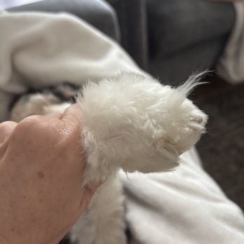 4 Perfect Pawz - Pet Groomers Near Me - Bedford , Ohio 4 Perfect Pawz - Pet Groomers Near Me - Bedford , Ohio