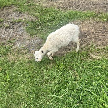 East Oaks Farm - One of the baby goats - Farmers Market Near Me - Poolesville, Maryland