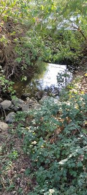 Dominican University of California by null