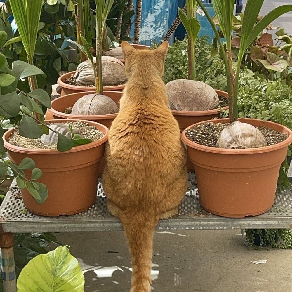 Jackalope Pottery - Garden kitty - Nurseries & Gardening Near Me - North Hollywood, California