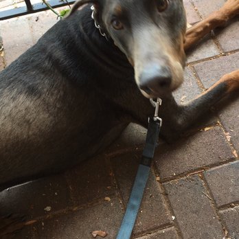 Toasted Mango Cafe - Blu enjoying the patio - Cafes Near Me - Sarasota, Florida
