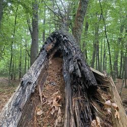 Mt  Misery - tree