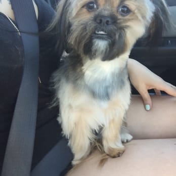 Fancy Pets - The new and approved Frankie after Fancy Pets - Pet Groomers Near Me - Tempe, Arizona