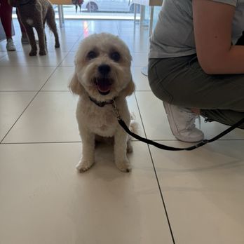 Healthy Spot - Costa Mesa - Pet Groomers Near Me - Costa Mesa, California
