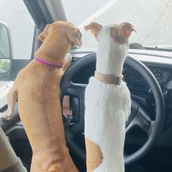 Cummins Sales and Service