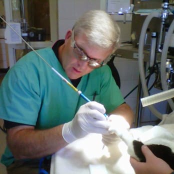 Animal Medical Center - Dr. Nay at work. - Veterinarians Near Me - Midlothian, Virginia Animal Medical Center - Dr. Nay at work. - Veterinarians Near Me - Midlothian, Virginia