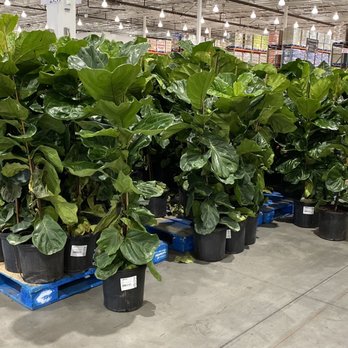 Costco - fiddle leaf fig $30! So cheap! - Wholesale Stores Near Me - Lake Elsinore, California Costco - fiddle leaf fig $30! So cheap! - Wholesale Stores Near Me - Lake Elsinore, California