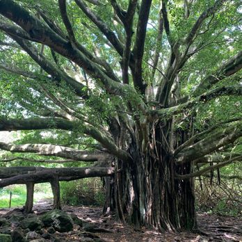 Pipiwai Trail - Hiking Near Me - Hana,, Hawaii
