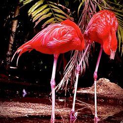 Flamingo Gardens - Flamingos @ Flamingo Gardens La vie en rose OuiOui