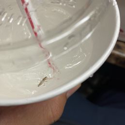 Insect in sprite
