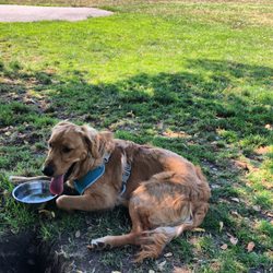 Greenwood Dog Park
