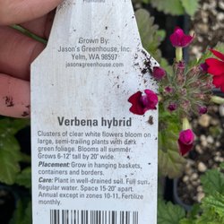 Jason's Greenhouse - Grown by Jason's greenhouse.  Labeled white and got red.