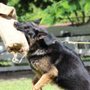 Photo of Van Hendrix K9