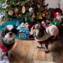 Photo of Quality Care Animal Hospital