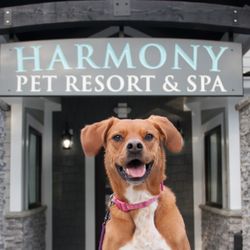 vca apex animal hospital