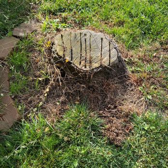 Ortega's Jr Tree Service - Large stump to be ground - Tree Services Near Me - Riverside , California