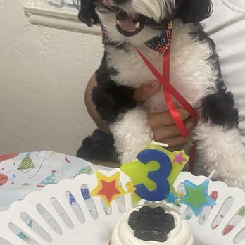 Three Dog Bakery Encino - Another year and another birthday to our fur baby Elvis! Thank you again three dog bakery for always providing excellence service ! - Pet Stores Near Me - Los Angeles, California Three Dog Bakery Encino - Another year and another birthday to our fur baby Elvis! Thank you again three dog bakery for always providing excellence service ! - Pet Stores Near Me - Los Angeles, California