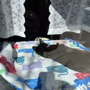 Lazy Cat Lounge - Window - Themed Cafes Near Me - Lowell, Massachusetts Lazy Cat Lounge - Window - Themed Cafes Near Me - Lowell, Massachusetts